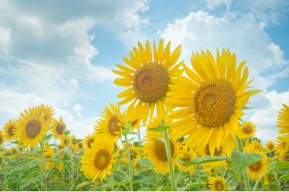 お父さんにオススメ!夏休みに家族で楽しめるスポットの最新情報をTwitterでチェック!